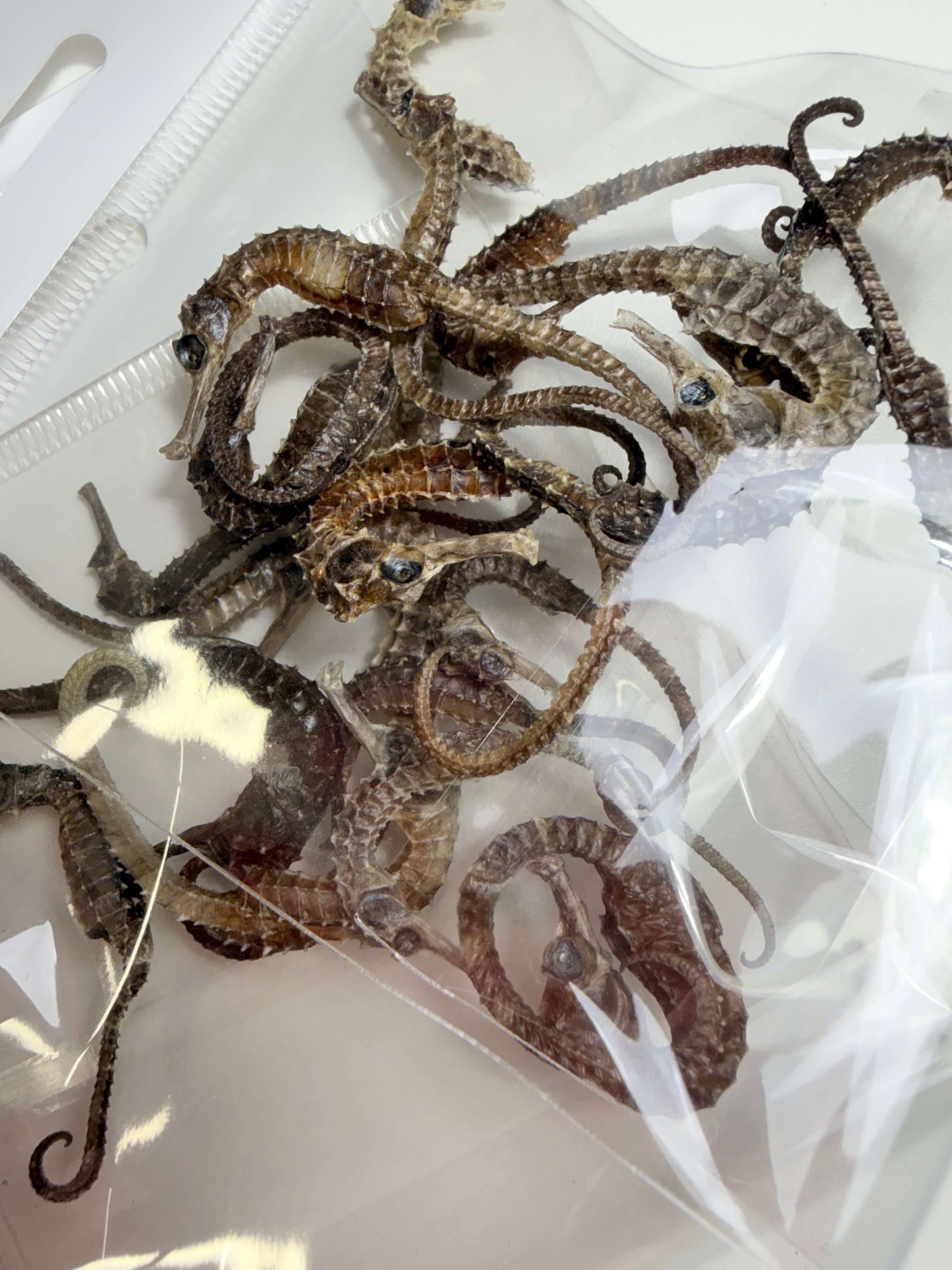 Caballitos de Mar (Variedad de Tamaños)